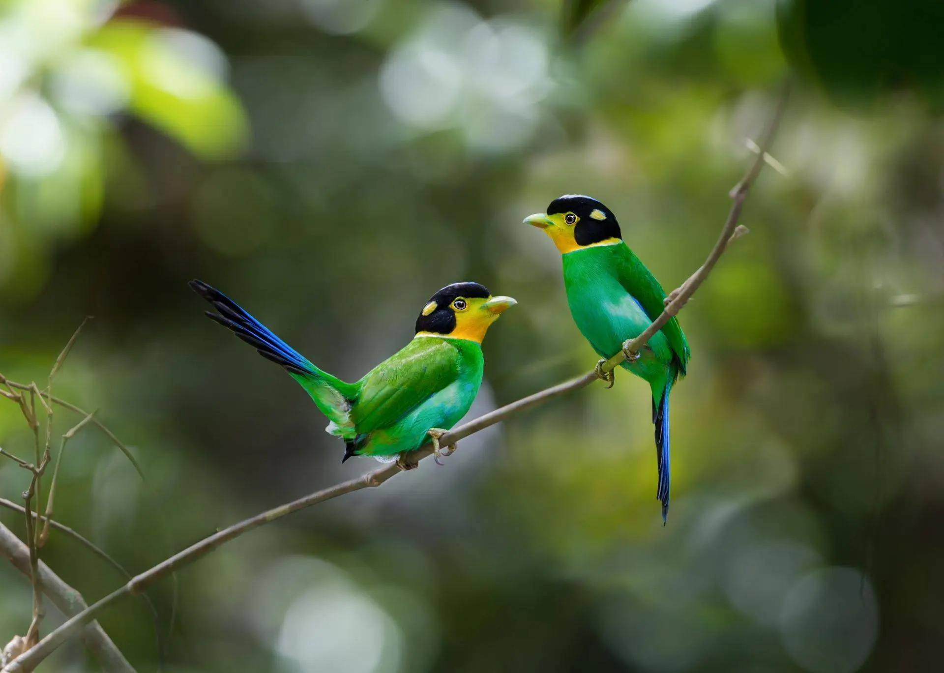 Birding in Nepal