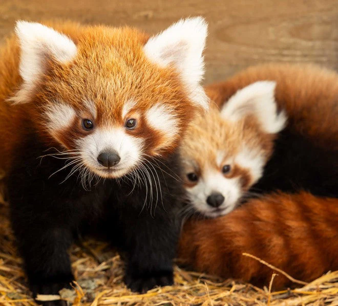 Red Panda